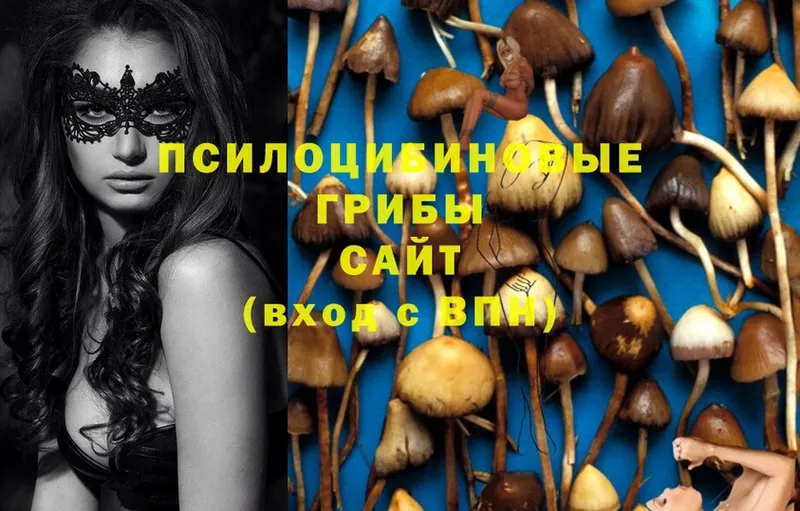 Галлюциногенные грибы MAGIC MUSHROOMS  наркошоп  Киселёвск 